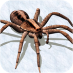 蜘蛛模拟器v1.0中文版