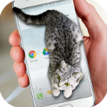 猫咪桌宠appv1.1安卓版