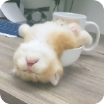 奶瓶视频app最新版